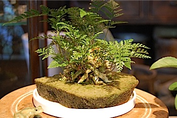 トキワシノブ軽石板入れ - Collection : コレクション - NEO GREEN